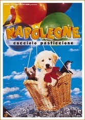 Napoleone cucciolo pasticcione