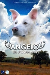 Angelo - Life of a Street Dog