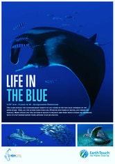 Life in the Blue